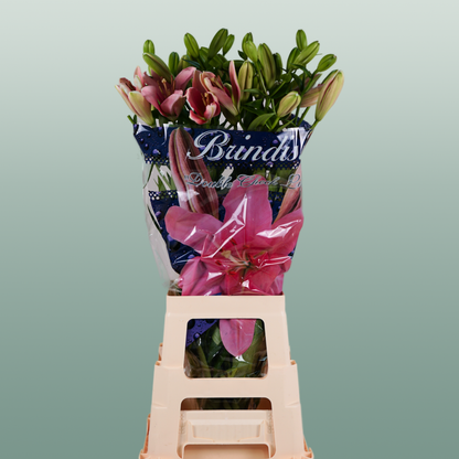 Lily Brindisi (LA) (10 Stems)