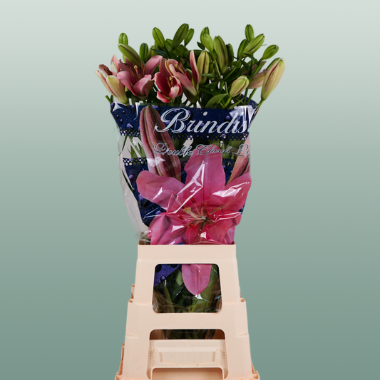 Lily LA Brindisi (10 Stems)
