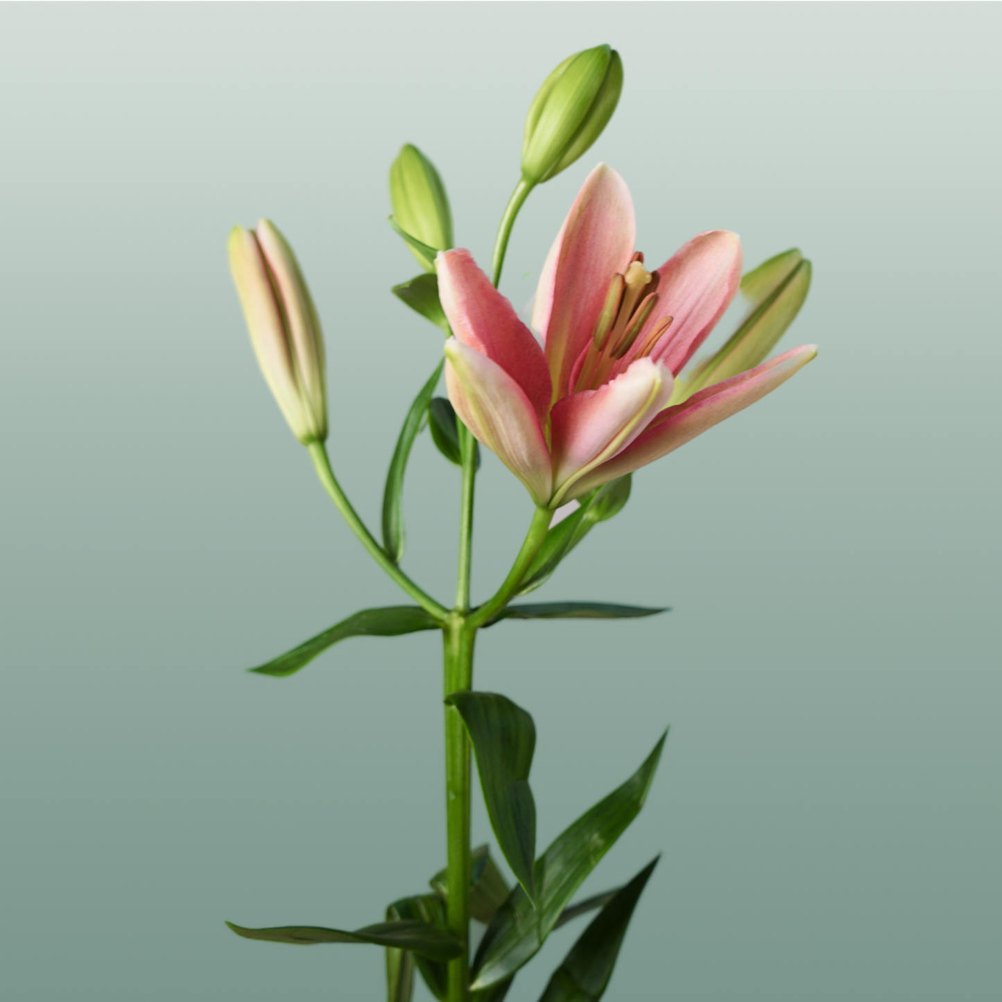 Lily LA Brindisi (10 Stems)