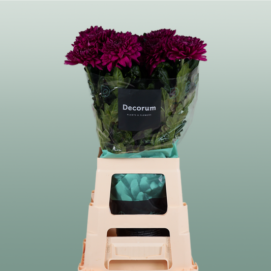 Chrysanthemum G Lamira (10 Stems)