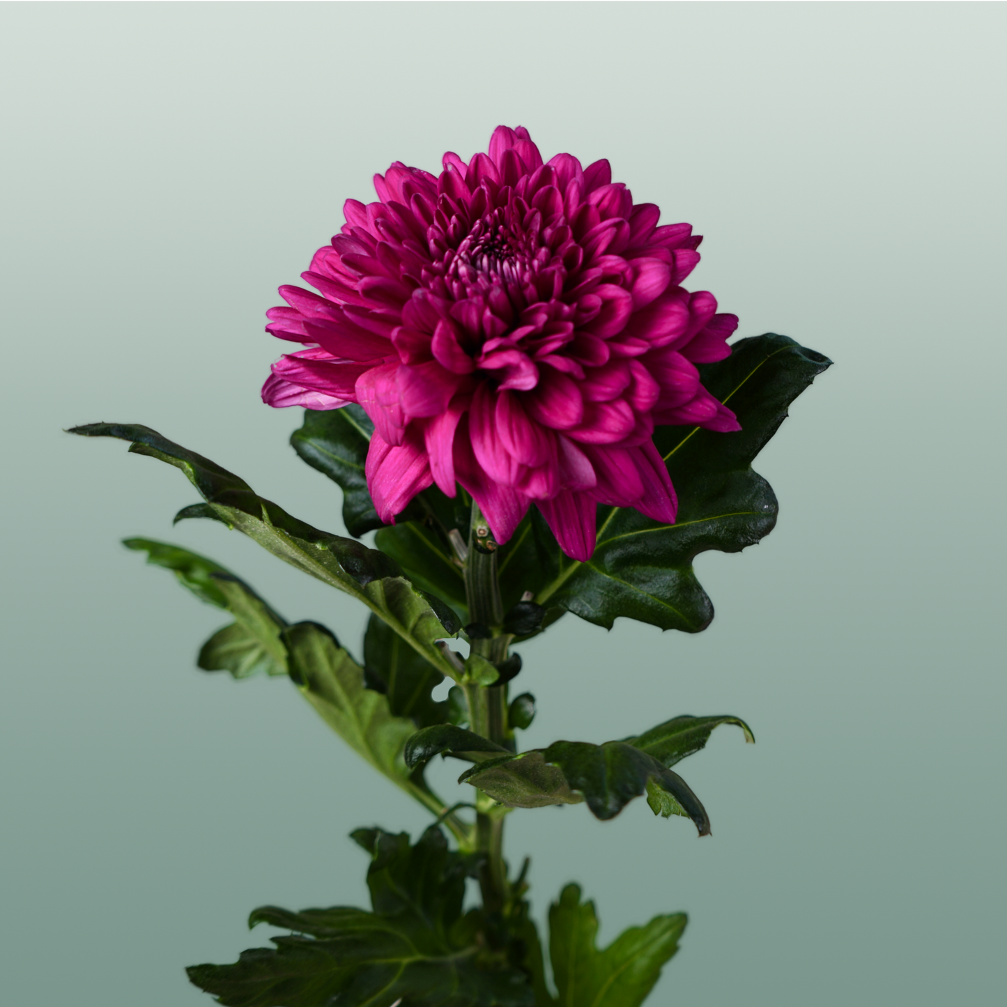 Chrysanthemum G Lamira (10 Stems)