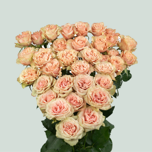 Rose Layota (Spray) (10 Stems)