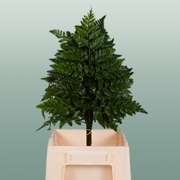Leatherleaf - Other Greenery Per Bunch