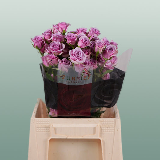 Spray Rose Leila (10 Stems)