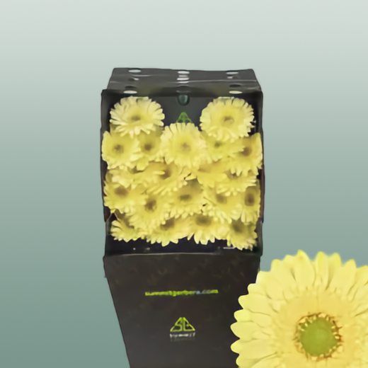 Yellow Germini Lemon Ice Cut Flowers – 45cm Stems