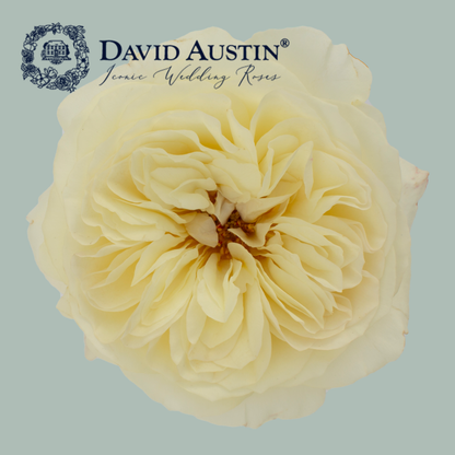 David Austin Leonora Rose (24 Stems)