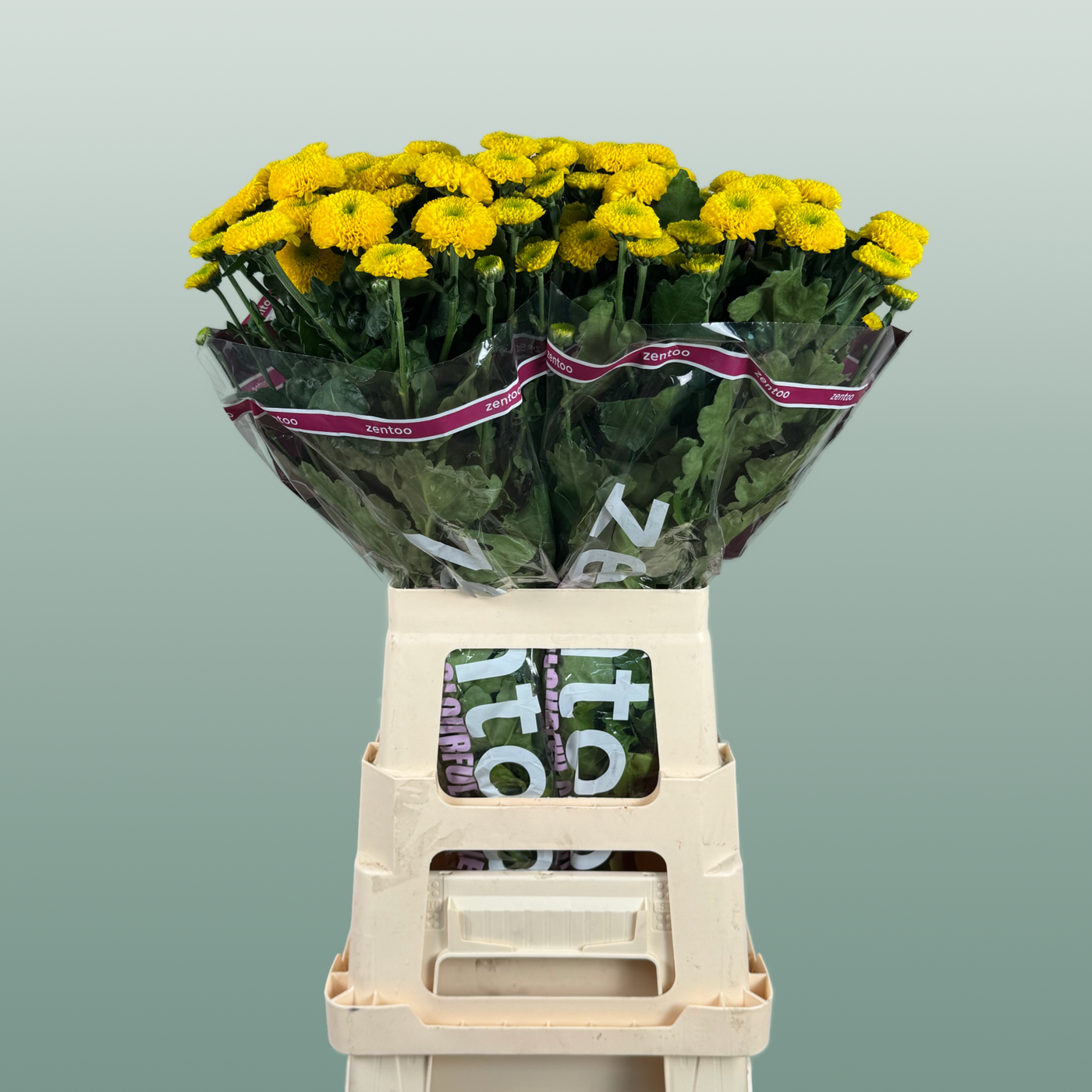 Chrysanthemum Spray Letitbe