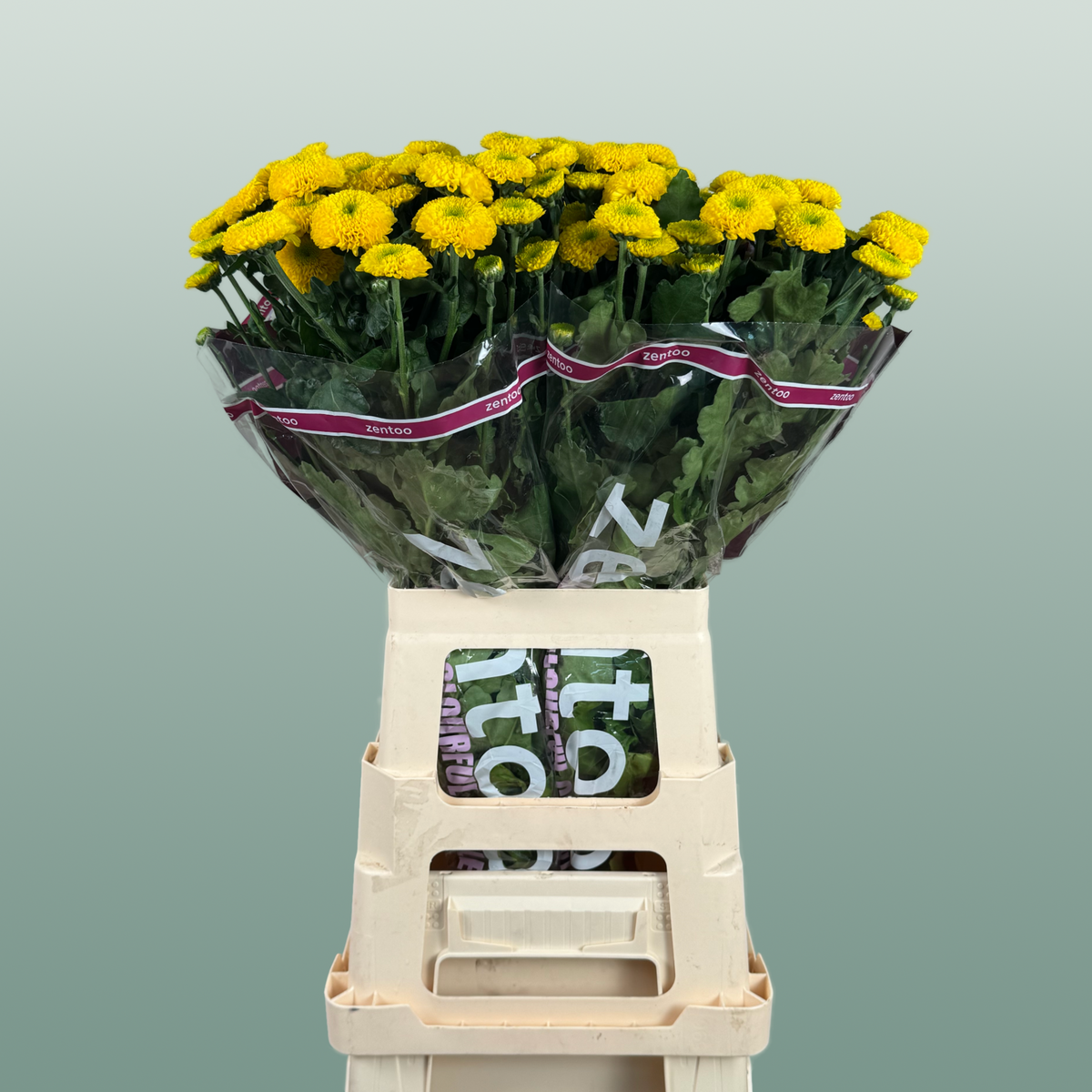 Chrysanthemum Spray Letitbe
