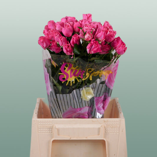 Spray Rose Lianne (10 Stems)