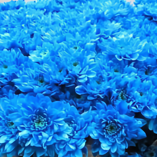 Chrysanthemum Euro Dyed Light Blue