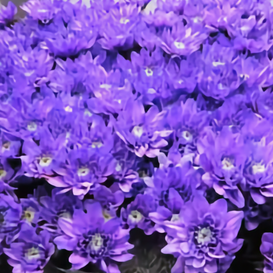 Chrysanthemum Euro Dyed Purple