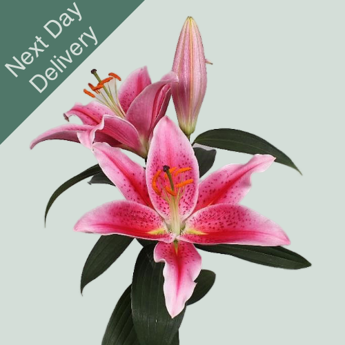 Lily Oriental Calvados - 10 Stems (Next Day)