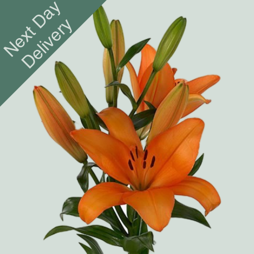 Lily LA Honesty - 10 Stems (Next Day)