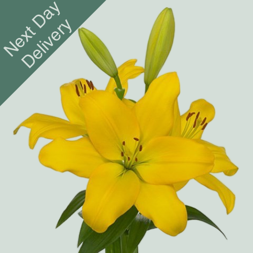 Lily LA Nashville - 10 Stems (Next Day)