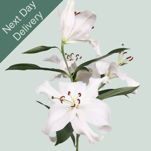 Lily Oriental Santander - 10 Stems (Next Day)
