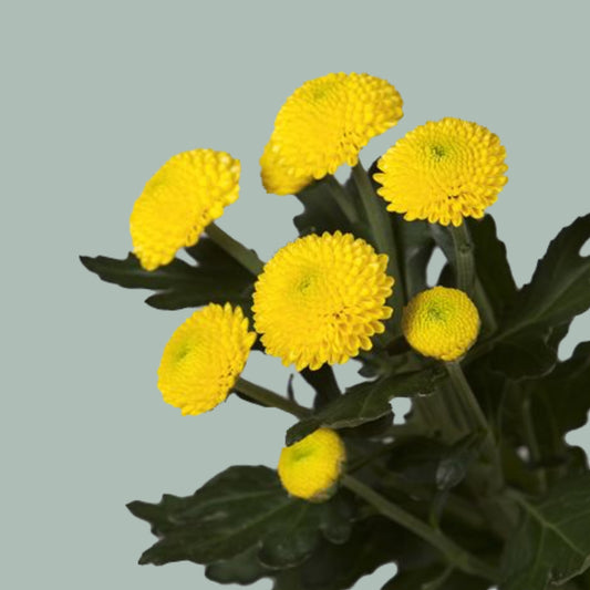Chrysanthemum Spray Limoncello (20 Stems)