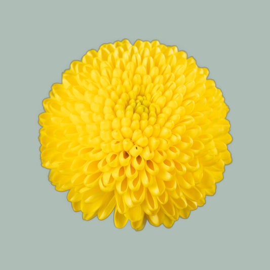 Chrysanthemum Spray Limoncello (20 Stems)