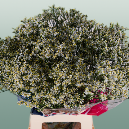 Limonium Clear Diamond (25 Stems)