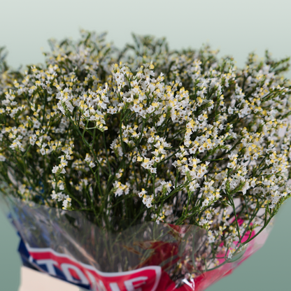 Limonium Clear Diamond (25 Stems)