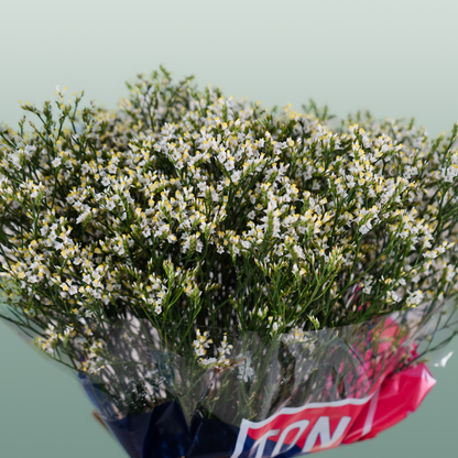 Limonium Clear Diamond (25 Stems)