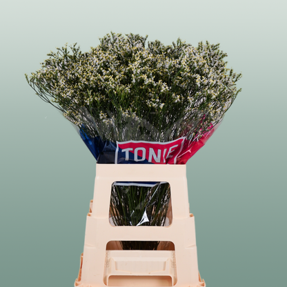 Limonium Clear Diamond (25 Stems)