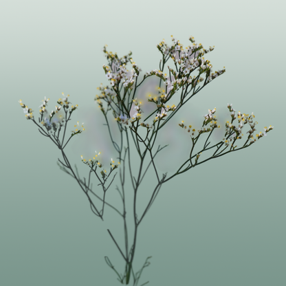 Limonium Clear Diamond (25 Stems)