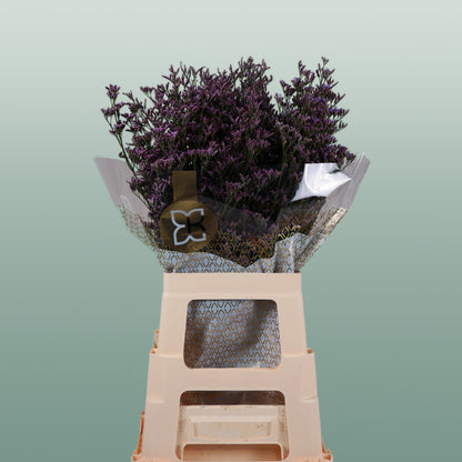 Limonium Safora Dark Blue (25 Stems)