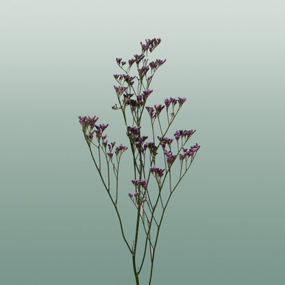 Limonium Safora Dark Blue (25 Stems)