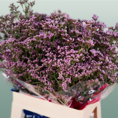 Limonium Oshi Pink (25 Stems)