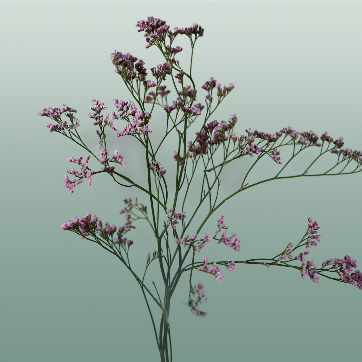 Limonium Oshi Pink (25 Stems)