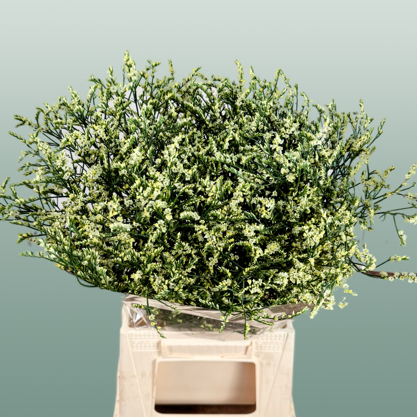 Limonium Spring Diamond (25 Stems)