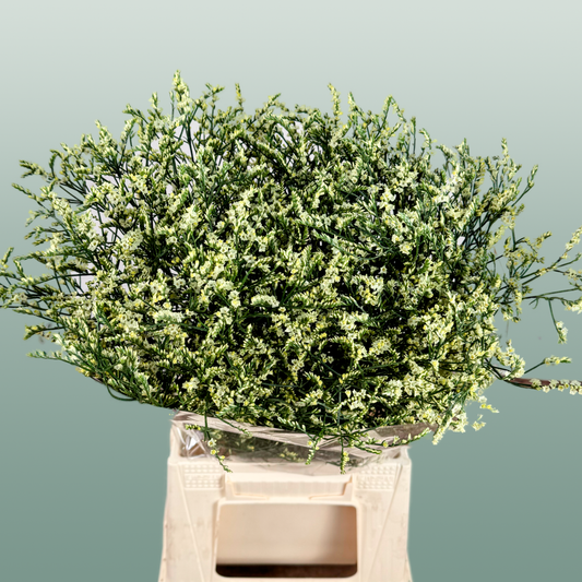 Limonium Spring Diamond (25 Stems)