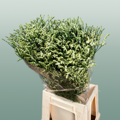 Limonium Spring Diamond (25 Stems)
