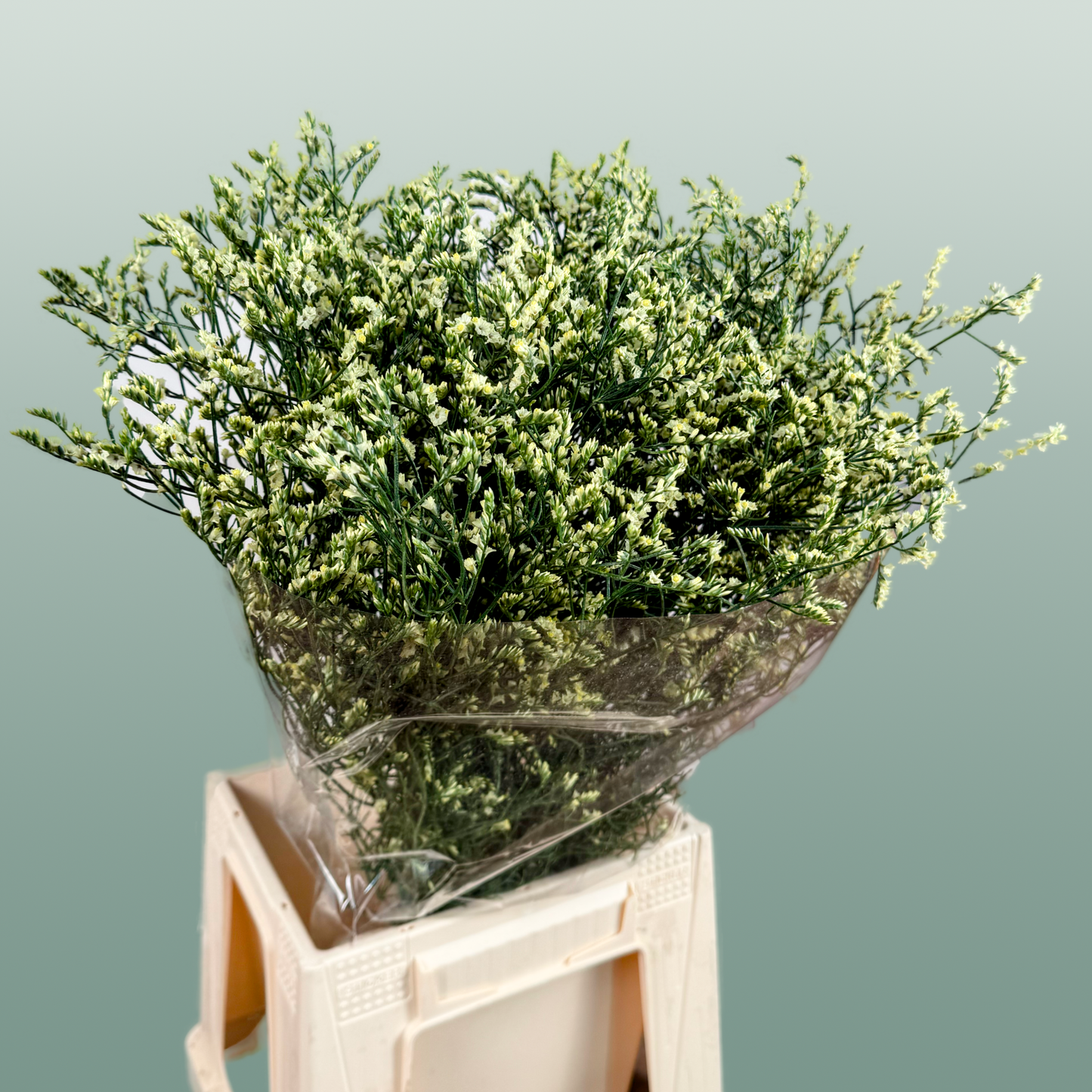 Limonium Spring Diamond (25 Stems)