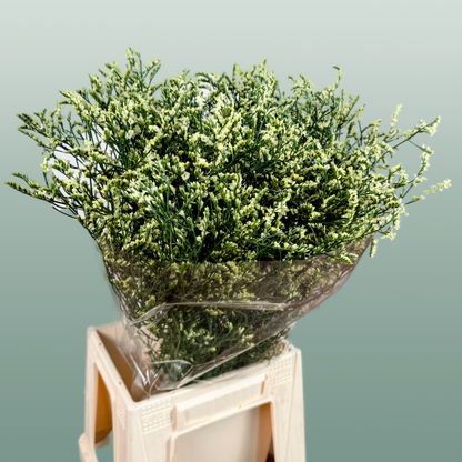 Limonium Spring Diamond (25 Stems)