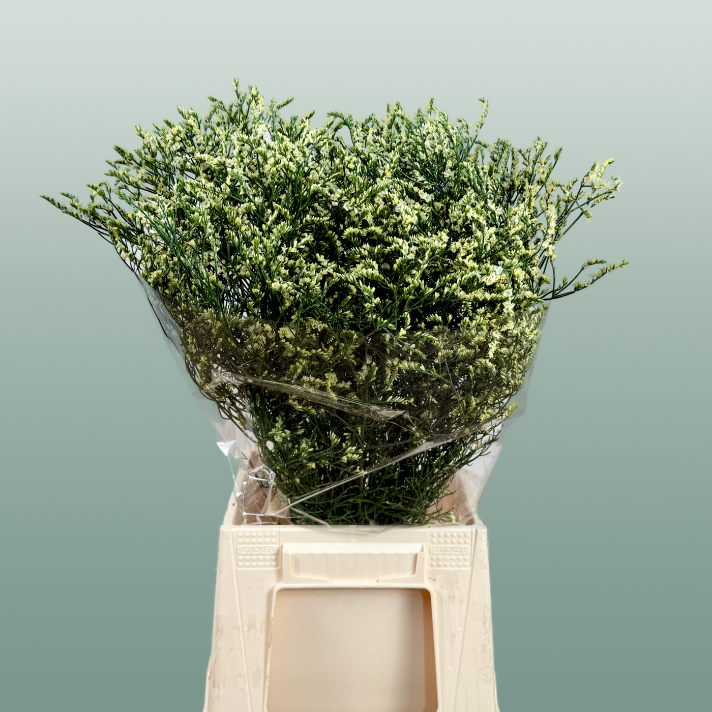 Limonium China Yellow (25 Stems)
