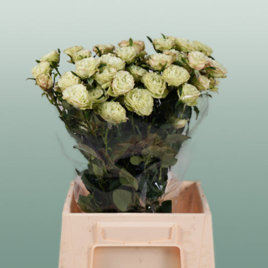 Spray Rose Limousine (10 Stems)