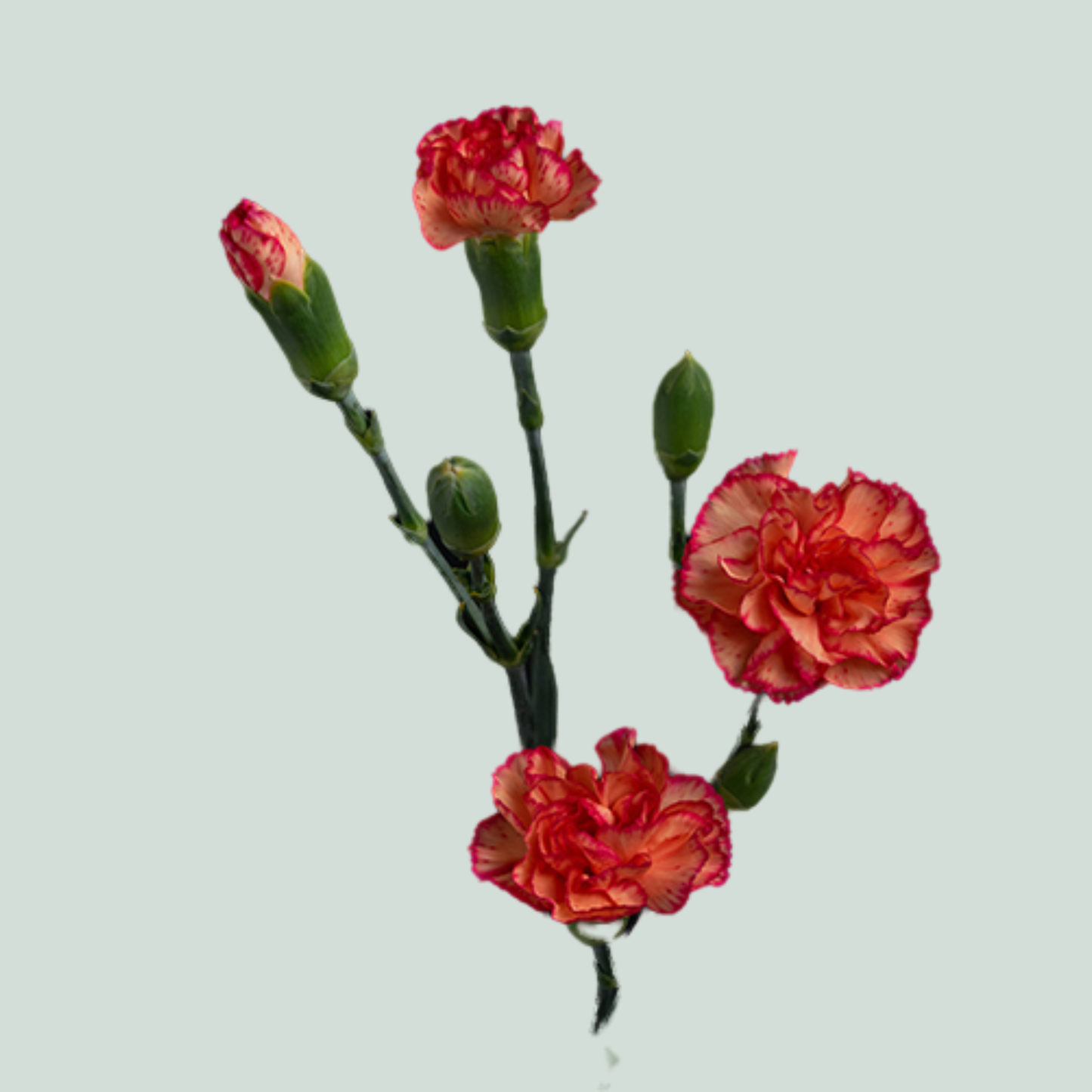 Carnation Spray Lina (20 Stems)