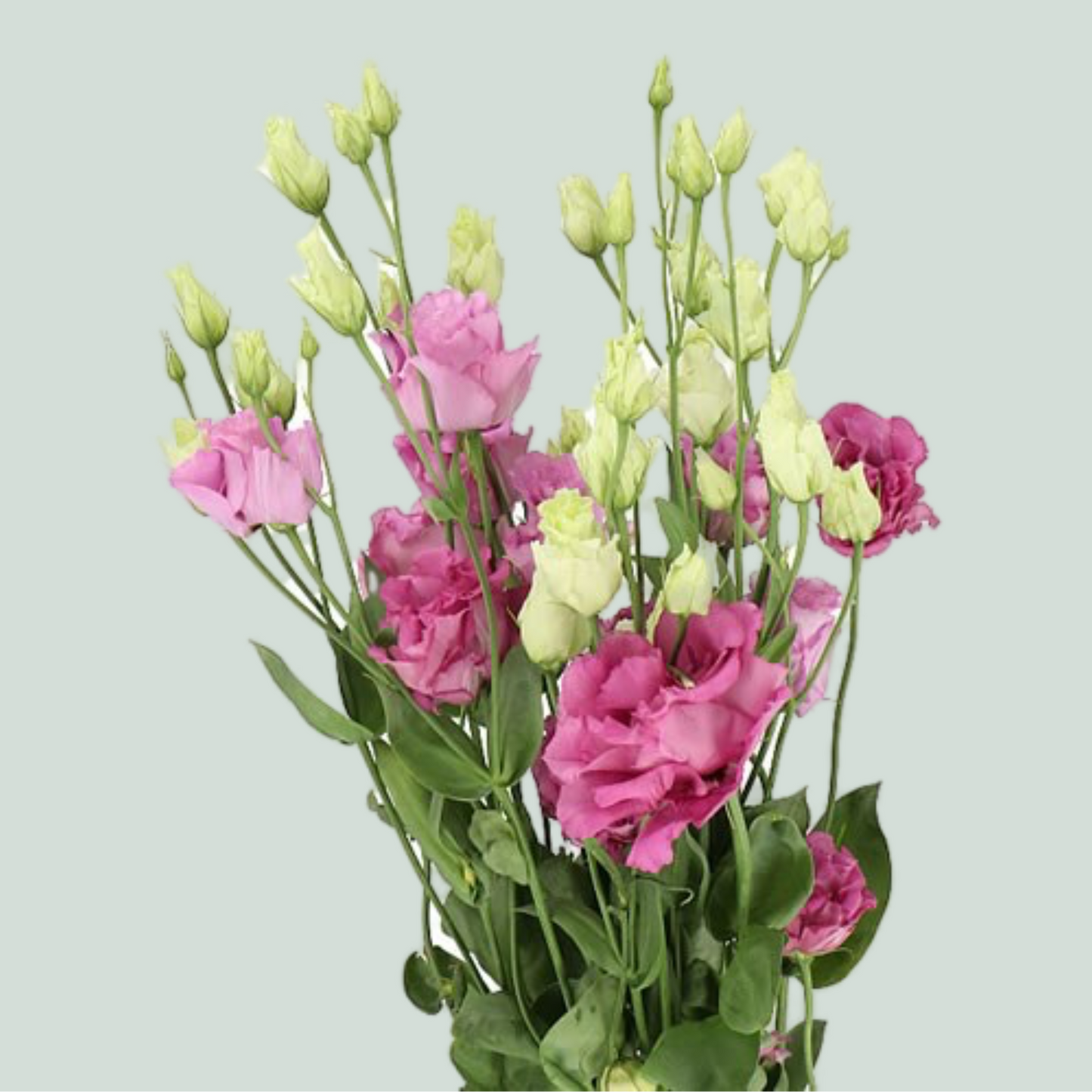 Lisianthus DBL. Alissa Celeb Grape (10 Stems)