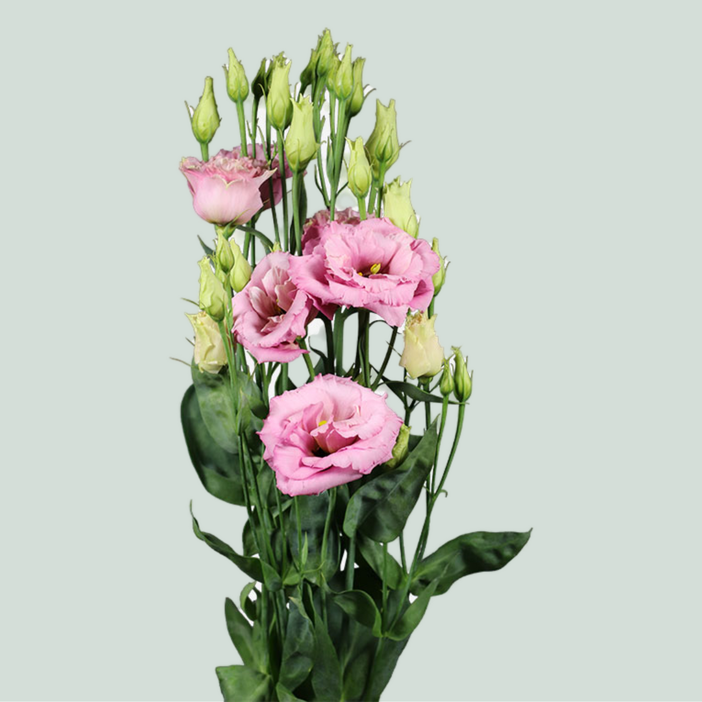 Light Pink Lisianthus (Eustoma) – 70cm Stems
