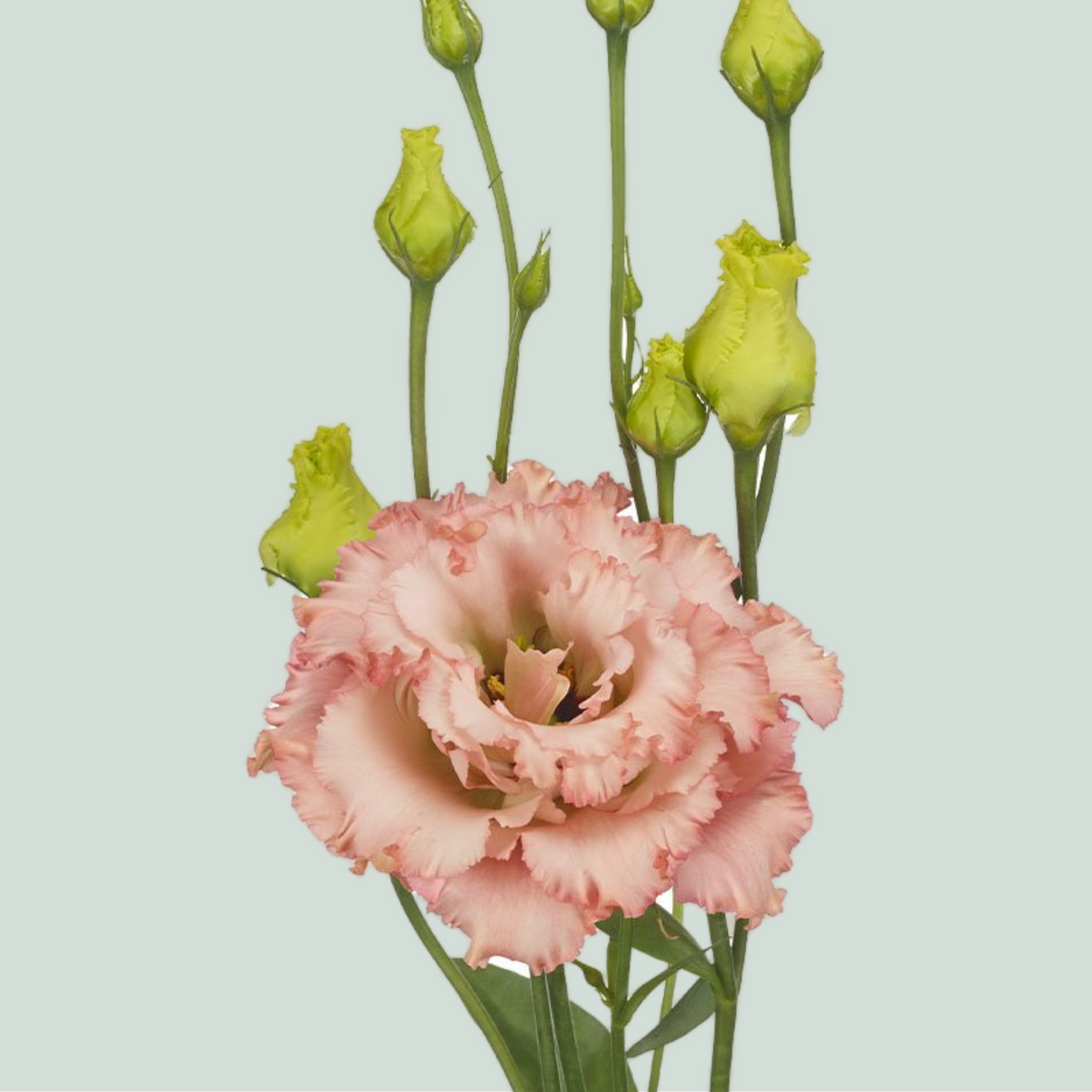 Eustoma Alissa Peach (10 Stems)