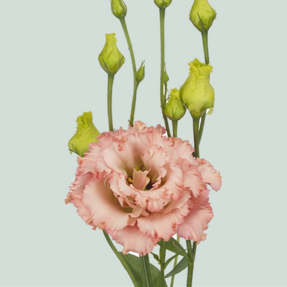 Lisianthus Alissa Peach