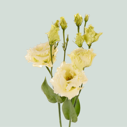 Yellow Lisianthus ‘Alissa’ – 70cm Stems