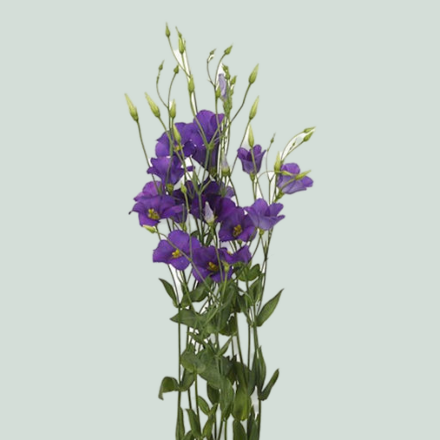 Eustoma Botanic Blue (10 Stems)