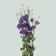 Eustoma Botanic Blue (10 Stems)