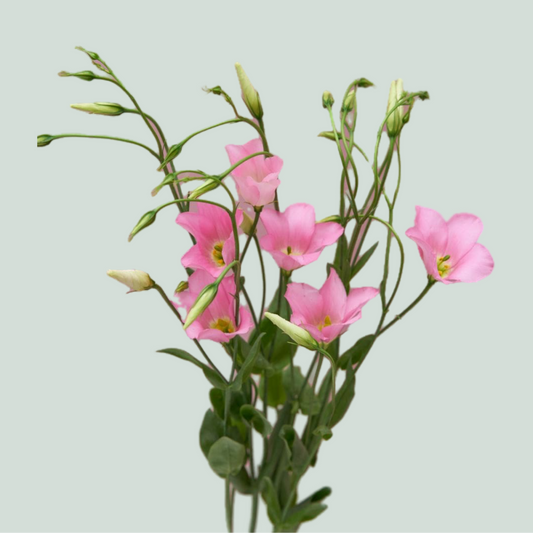 Lisianthus Botanic Pink (10 Stems)