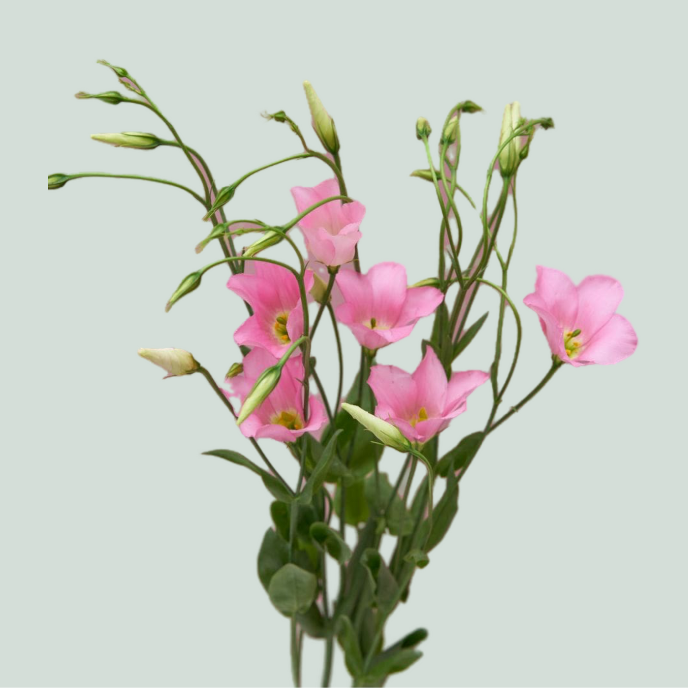 Eustoma Botanic Pink (10 Stems)