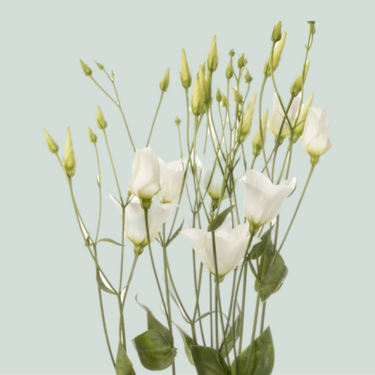 Lisianthus Botanic white (10 Stems)