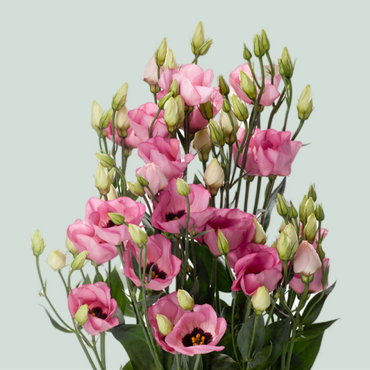 Lisianthus Piccolo Pink (10 Stems)