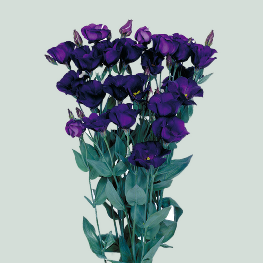 Lisianthus Piccolo Violet (10 Stems)